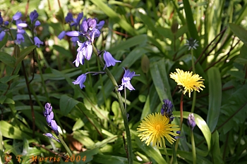 bluebells &amp; dandelions