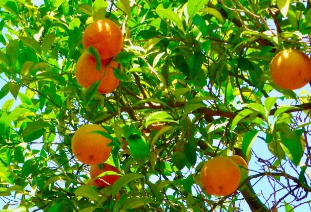 orange-lemon tree