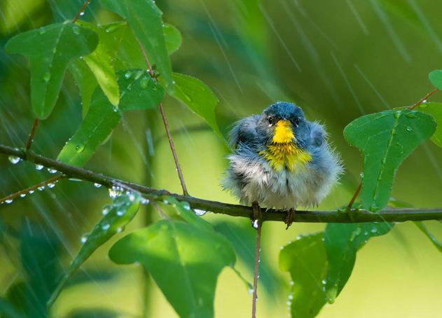 bird in rain